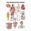 Der menschliche Körper Lehrtafel Anatomie 100x70 cm medizinische ...