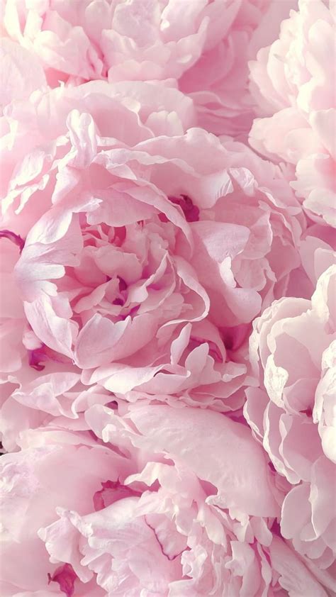 Peonies For Your Iphone 6 Plus From Everpix App Pink Peonies Hd Phone