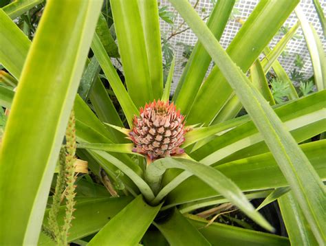 Growing Pineapples In North Florida The Survival Gardener