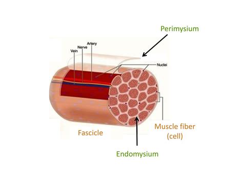 Ppt Muscle Tissue Powerpoint Presentation Free Download Id3835151