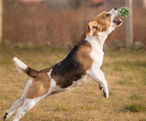 5 Hottest Outdoor Dog Toys Your Pooch Needs Right Now