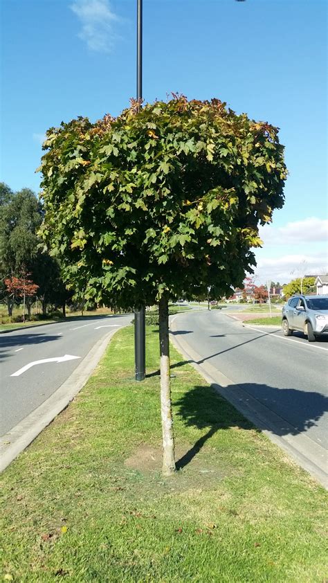 Acer Platanoides Globosum Standard Norway Maple Designer Maple