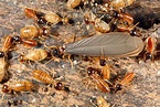 Winged Termites and Flying Ants - Know the Difference
