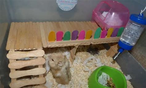 How To Make Hamster Toys At Home 10 Best Diy Methods