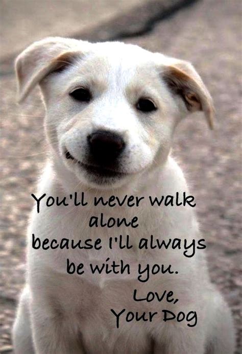 Youll Never Walk Alone Loveyour Dog 💖 ️ 💖 Dog Quotes I