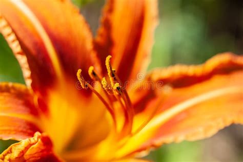 Macro Closeup Of Stamens Of Fire Red Or Orange Day Lily Colorful