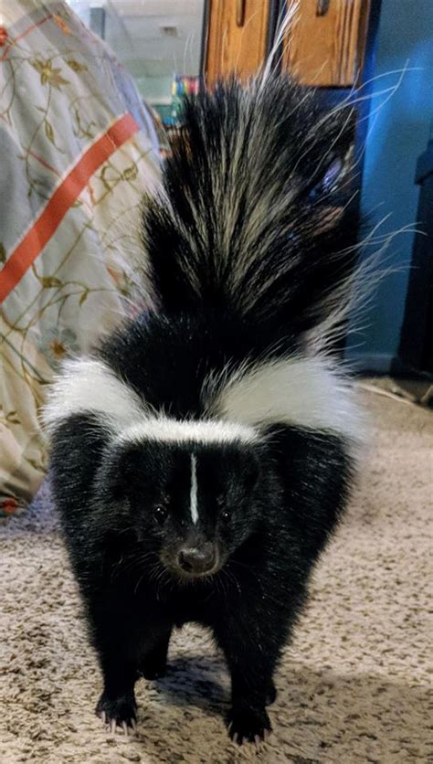 Indiana Skunk Rescue Is A Pet Skunk For You