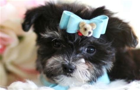 Dedicated to pet health and. Tea cup male and female maltese puppies for adoption