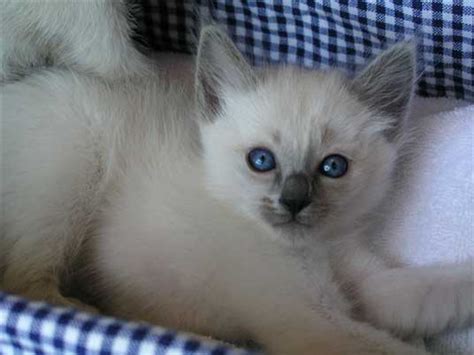 Balinese Cats Photos And Breed Information