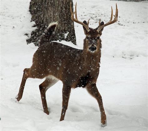 🔥 Download Whitetail Deer Buck Snow Falling Wildlife Nature Pictures By