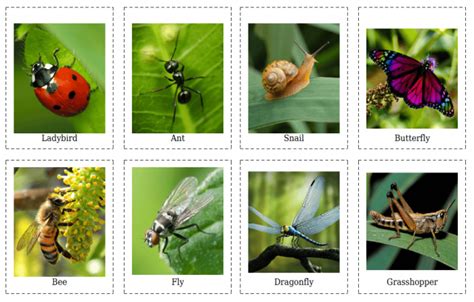 insect flashcards worksheets worksheets