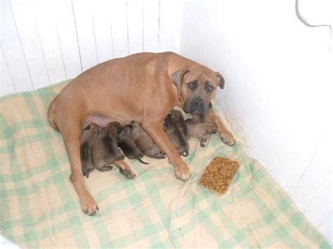Purebred Bullmastiff Puppies For Sale Adoption From Wairoa