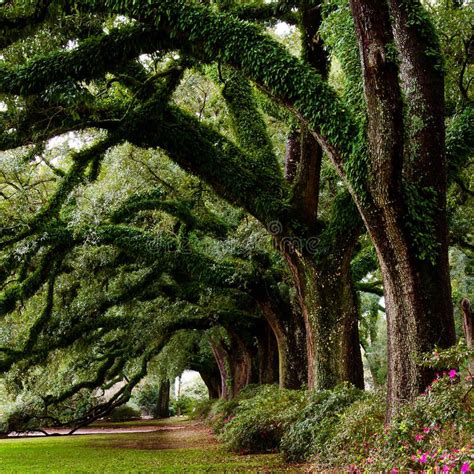Line Of Ancient Oak Trees In Park Setting Sponsored Paid Paid