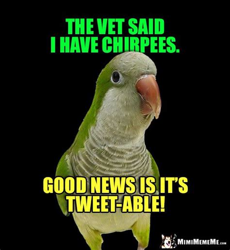 Sick Bird Joke The Vet Said I Have Chirpees Good News Is Its Tweet