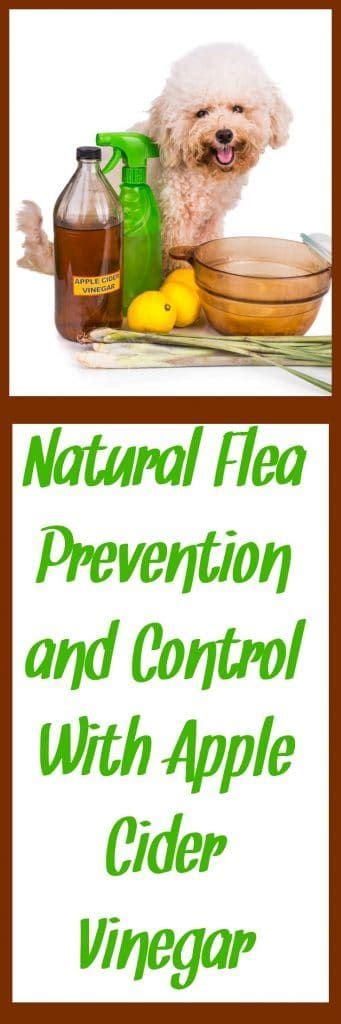 Learn More About Natural Flea Prevention And Control In This Post With
