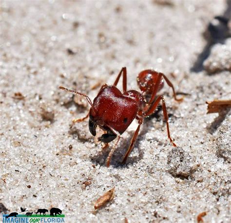 Florida Harvester Ant Imagine Our Florida Inc