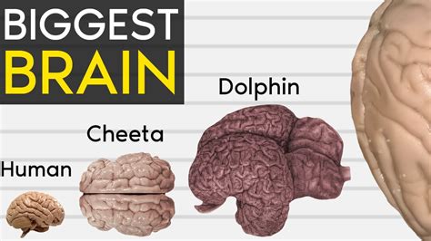 Biggest Brains In The World Size Comparison Youtube