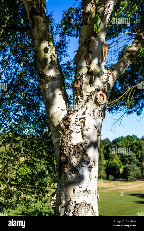 Silver Birch Tree Bark In Close Up Stock Photo Alamy