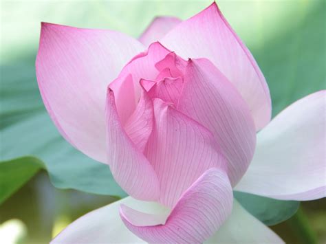 Beautiful Pink Lotus Flower Fresh Nature Hd Wallpaper Preview