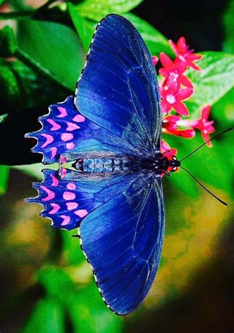 √ 6 Different Types Of Butterflies Beautiful Butterfly Photography