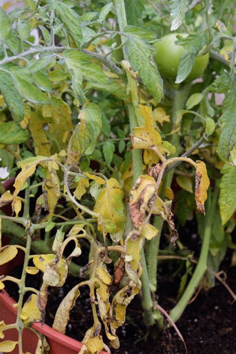 Why Are Leaves On My Tomato Plants Turning Yellow Fall Garden