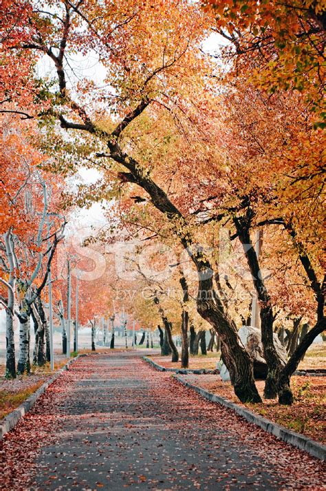 Alley In Autumn Park Stock Photo Royalty Free Freeimages