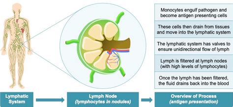 Lymphatic System Vce Bioninja