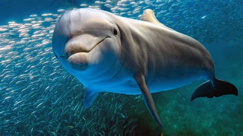 Dolphins Show Signs Of Alzheimers Scotland The Times