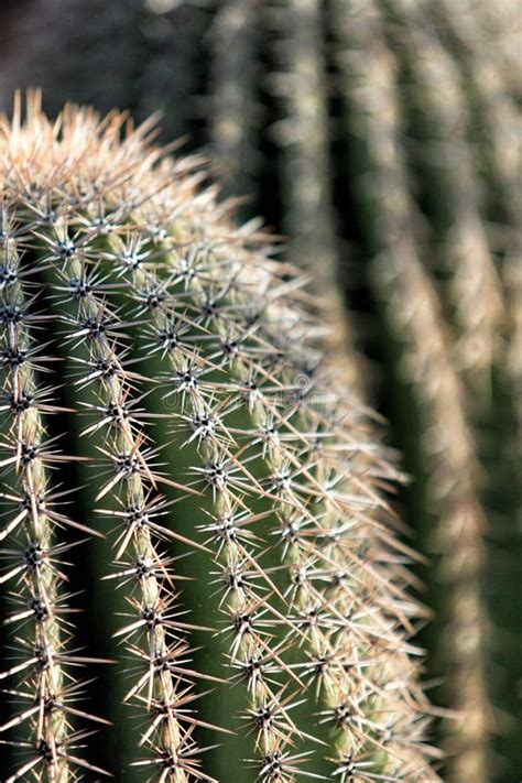 Young Saguaro Cactus In De Sonoran Woestijn Stock Afbeelding Image Of