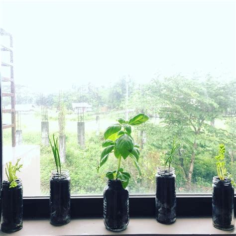 Indoor Herb Gardens On Instagram For The Kitchen Wellgood Indoor
