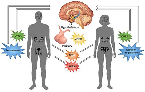 Puberty Your Brain On Hormones · Frontiers For Young Minds