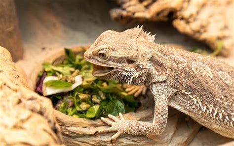10 Mistakes Beginners Make With Pet Lizards Everything Reptiles