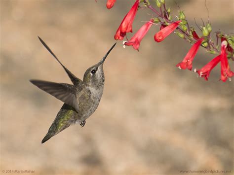 The red cardinal, trumpet creeper, and salvia are perhaps high on the jewels' priority lists. Hummingbird with flowers