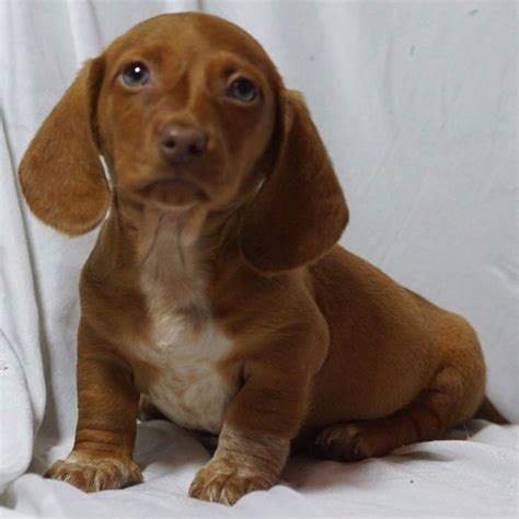 Visit us now to find the right dachshund for you. MINI DACHSHUND | MALE | ID:22188-KS - Central Park Puppies