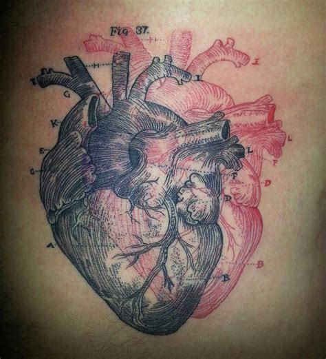 120 Realistic Anatomical Heart Tattoo Designs For Men 2020 With Meanings Tattoo Ideas 2020