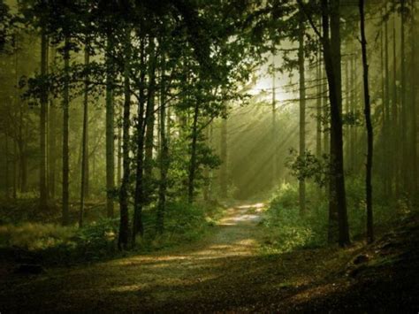 Beautiful Mysterious Forests 22 Pics