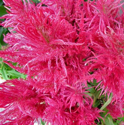 Pink Feathery Flowers Free Stock Photos Rgbstock Free Stock