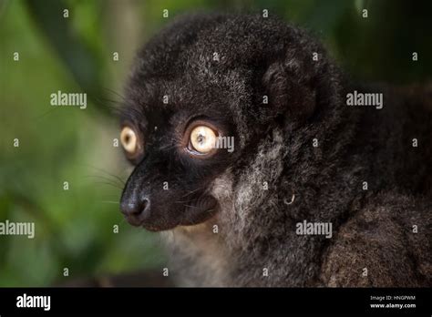 Female White Headed Lemur Eulemur Albifrons Also Known As The White