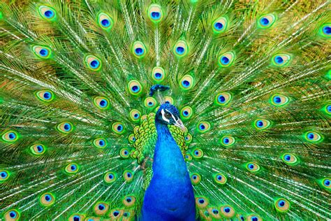 11 Colorful Peacock Facts