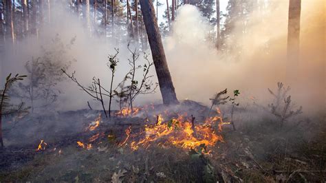 An 365 tagen im jahr, rund um die uhr aktualisiert, die wichtigsten news auf tagesschau.de FDP-Politiker fordert Verbot für Wald-Spaziergänge - wegen der Waldbrand-Gefahr - wetter.de