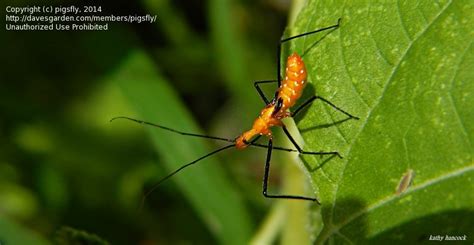 Insect And Spider Identification Closed Bright Shiny Orange Skinny