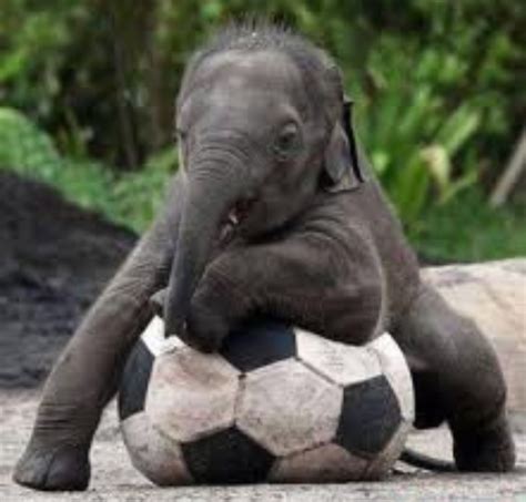 Elephant On Soccer Ball Cute Animals Animal Antics Animals