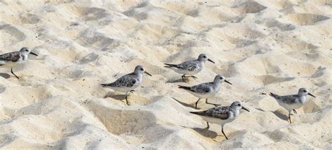 Sandpiper Snipe Sandpipers Bird Birds Eating Sargazo On Beach Mexico