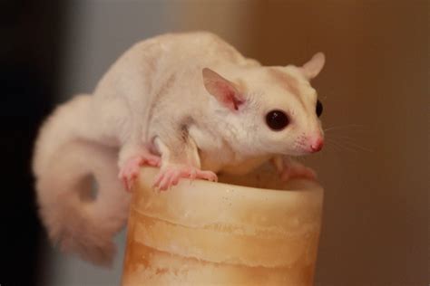 Humans cannot offer the same type of companionship and. Different Colors of Sugar Gliders - Exotic Nutrition