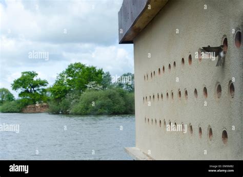 Attenborough Nature Reserve Hi Res Stock Photography And Images Alamy