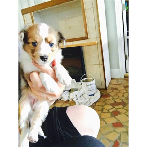 Welcome to puppies for sale classifieds site, browse through thousands of profiles of puppies for sale categorized by breed type. 2 female mini border collie puppies for sale in New ...