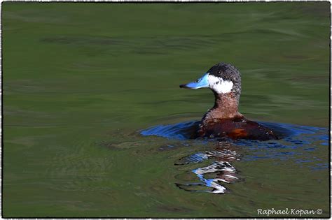 Ruddy Duck More From Day1 In San Diego County And Its Tim Flickr