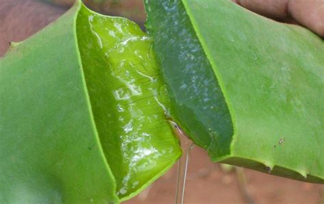 The Medicinal Plant Aloe Vera The Healing Herbs Of India