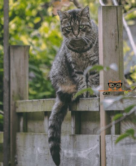 Maybe you would like to learn more about one of these? Why Does My Cat Growl (AND HOW DO I RESPOND?)