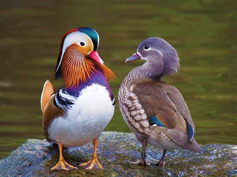 Hd Wallpaper Birds Mandarin Duck Animal Couple Wallpaper Flare